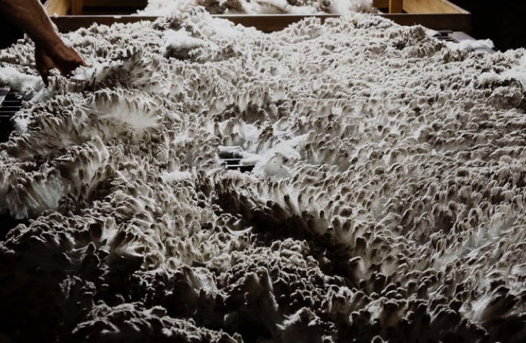 Hand touching a large mass of raw white wool fibres with a peaked, textured surface inside a wooden bin