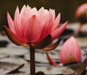 Pink water lily in bloom on a dark stem, surrounded by lily pads and a second bud on the water