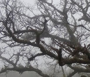 Bare, twisted tree branches intertwining against a misty, pale grey sky
