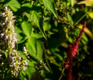 Pale purple flower spikes and a red plume among green leaves in soft, blurred sunlight