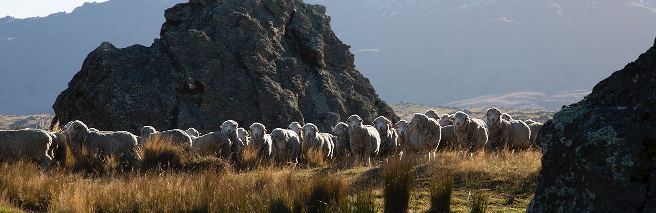 Flock of woolly sheep standing in golden grass beside large dark rocks, with mountains in the background