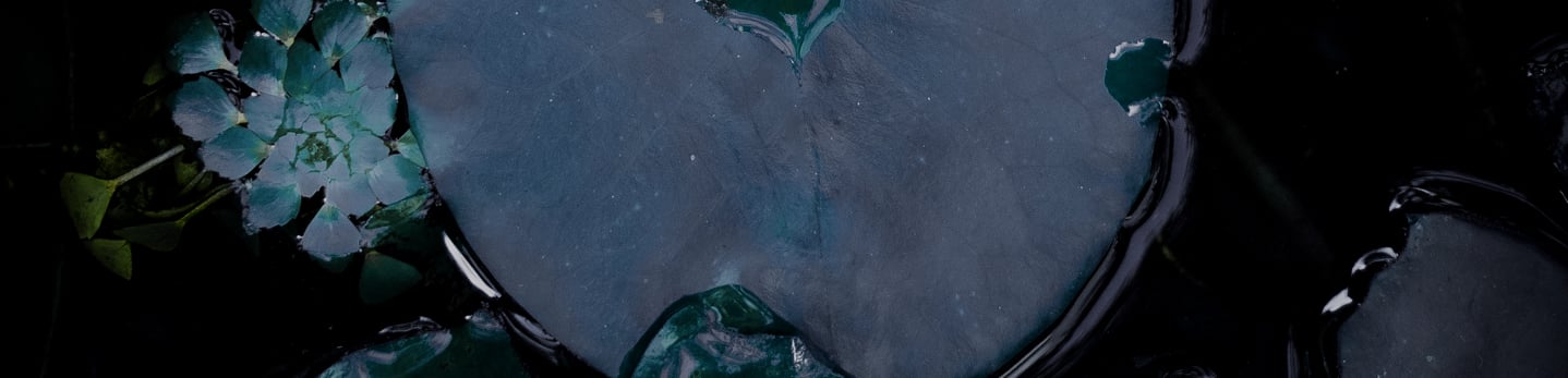 Large dark lily pad floating on black water beside a small cluster of blue-green leaves