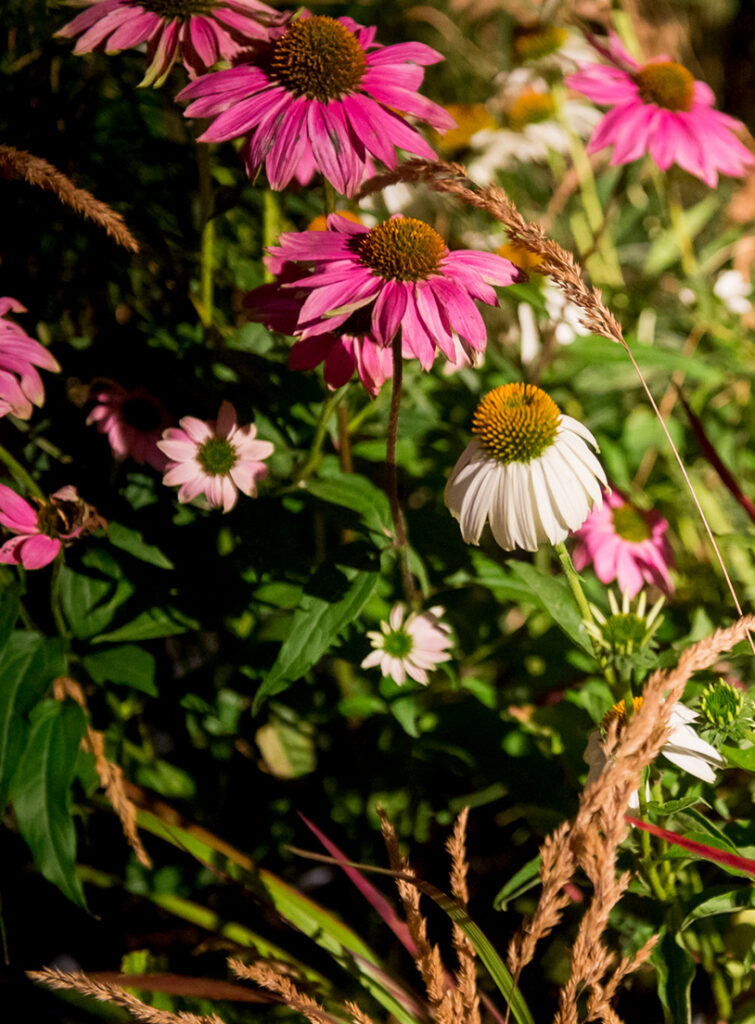 Pink and white coneflowers among green leaves and dry grass plumes in a sunlit garden