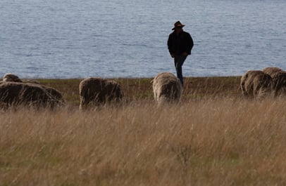 Man in a hat stands among grazing sheep in a grassy field beside a body of water