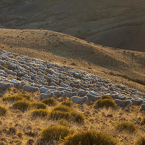 Large flock of sheep grazing on a sunlit grassy hillside with tufts of dry grass in the foreground