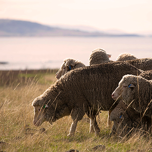 Merino sheep grazing on dry grass by a calm lake, with distant hills in the soft evening light