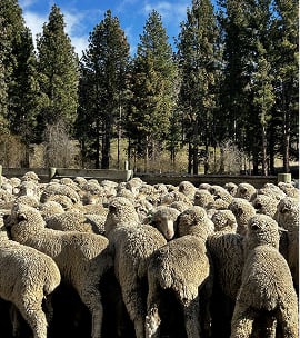 A dense flock of woolly sheep gathered in a pen, with tall evergreen trees in the background