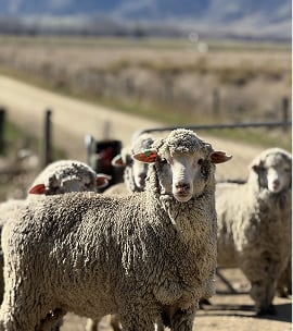 Merino sheep with thick wool looks at the camera in a field, with other sheep and mountains behind