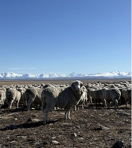 Merino sheep flock on dry ground, one looking at the camera, with snow-capped mountains and blue sky behind