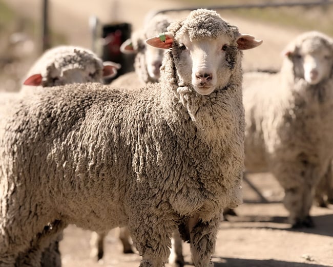 Merino sheep with thick wool and orange ear tags look at the camera, with other sheep behind