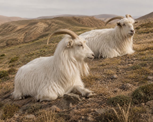 Two white long-haired goats with curved horns resting on a dry, rocky hillside