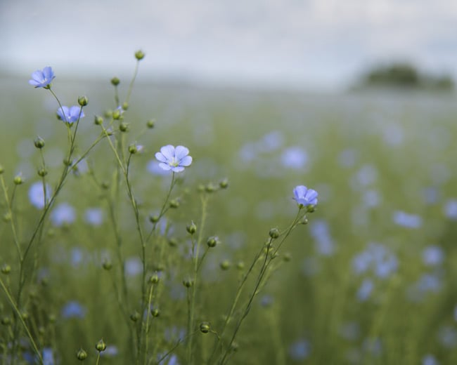 Pale blue flax flowers on thin stems in a green field, with soft blurred blooms in the background