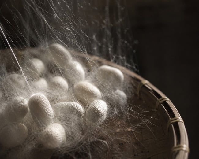 White silk cocoons in a woven bamboo basket, covered with fine, delicate silk threads