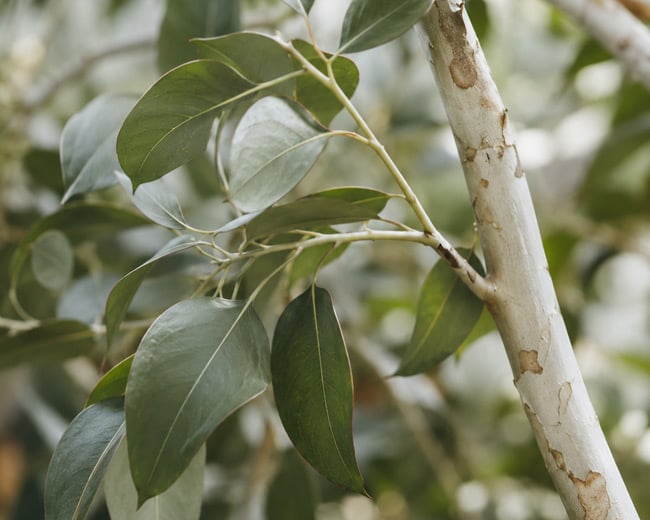 Eucalyptus branch with green leaves beside a pale, peeling tree trunk, with a soft blurred background