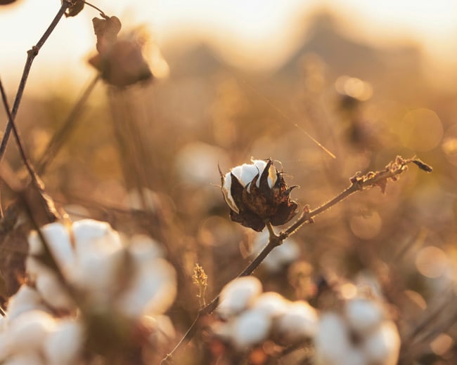 Open cotton bolls with white fibres on dry branches in a field at warm sunset light