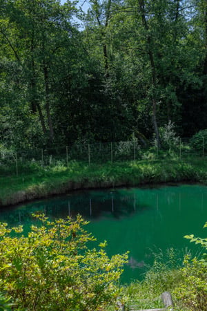 Small green pond surrounded by dense trees and shrubs, with a wire fence along the far bank