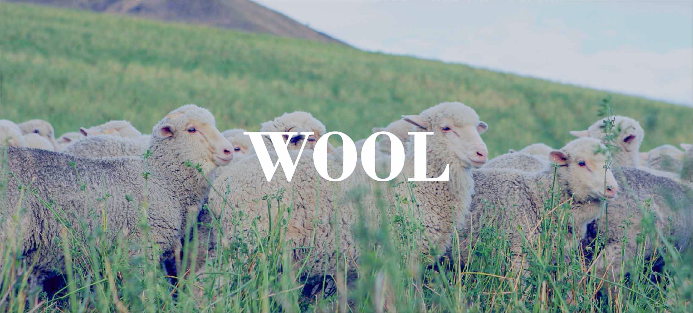 Flock of sheep grazing in tall grass on a green hillside, with the word "WOOL" overlaid