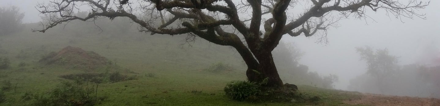 Gnarled leafless tree on a grassy hillside shrouded in thick fog