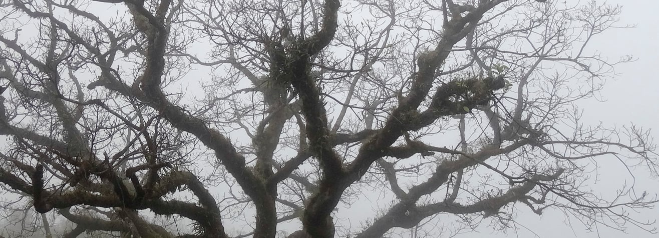Bare, twisted tree branches covered in moss and lichen, silhouetted against a foggy grey sky