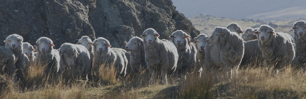 Flock of woolly merino sheep standing on dry grass beside a rocky outcrop, looking toward the camera