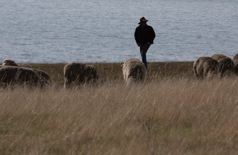 Man in a wide-brimmed hat walks past grazing sheep on a grassy shore, with water behind him