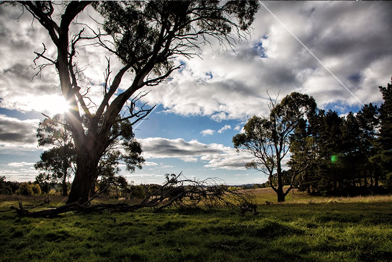 Backlit eucalyptus tree with a fallen branch on a grassy meadow under a cloudy sky with sun flare