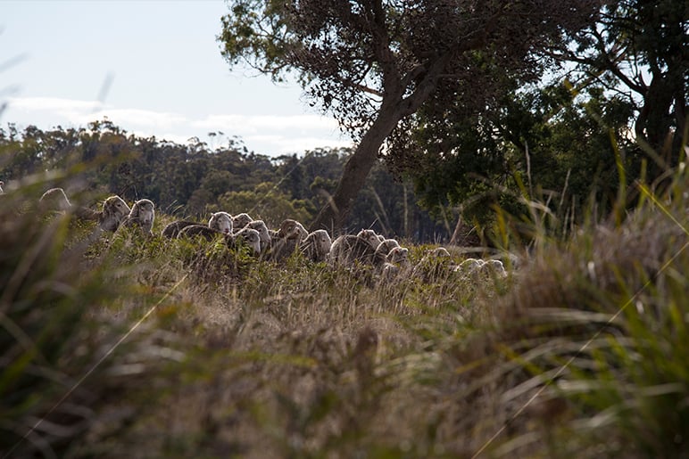 Flock of woolly sheep grazing in tall grass, with eucalyptus trees and forest in the background