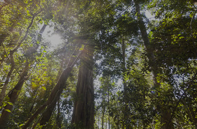 Sunlight filtering through the canopy of tall trees in a dense forest, seen from below