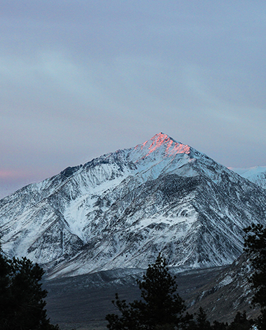 Snow-covered mountain peak lit pink by sunrise light, with dark pine trees in the foreground