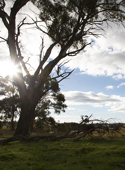 Large eucalyptus tree backlit by the sun, with a fallen branch on green grass under a cloudy blue sky