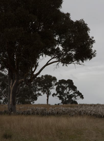 Flock of sheep grazing in a dry field beneath large eucalyptus trees under an overcast sky