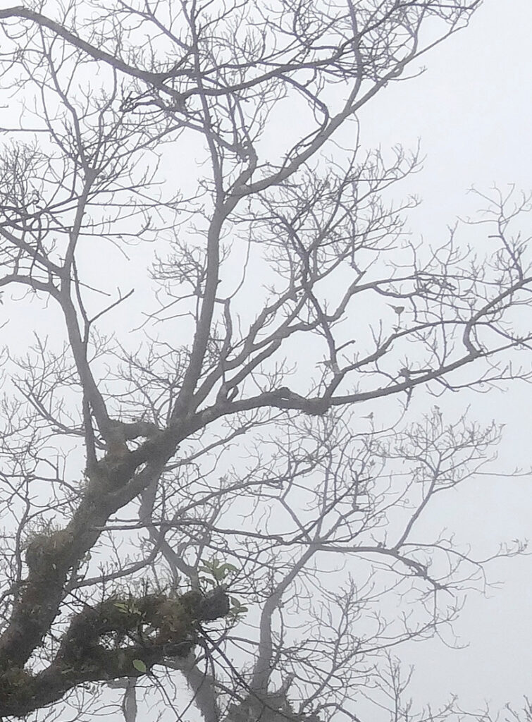 Bare tree branches with moss and small green leaves against a foggy, pale grey sky