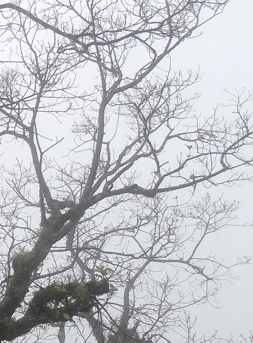 Bare tree branches with moss and small green leaves against a foggy, pale grey sky