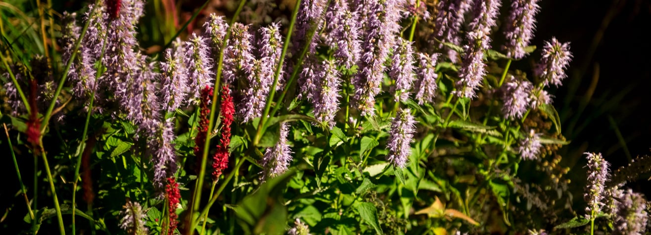 Tall lilac flower spikes and red blooms among green leaves in warm sunlight
