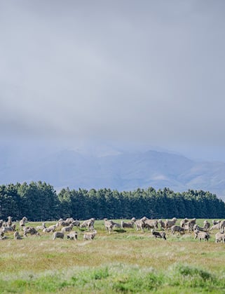 Flock of sheep grazing on a grassy pasture, with a row of pine trees and misty mountains behind