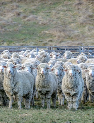 Flock of woolly merino sheep standing on grass, looking at the camera, with a fenced pen behind them