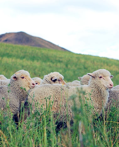 Flock of woolly sheep standing in tall green grass on a hillside under a cloudy sky
