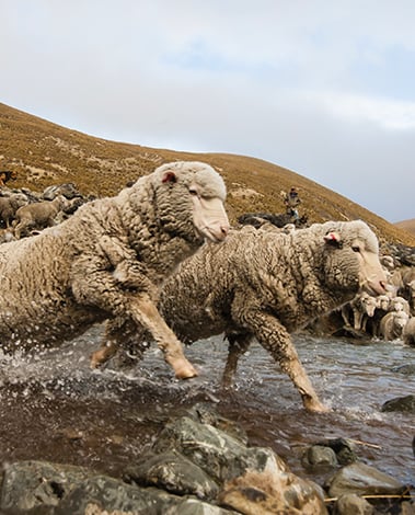 Two woolly sheep splash through a shallow stream, with a flock and grassy hills behind them.