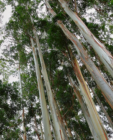 Tall eucalyptus trunks with pale, peeling bark rising toward the sky, seen from below among green foliage