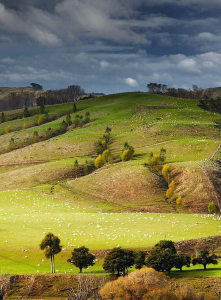 Green rolling hills dotted with grazing sheep and scattered trees under a dramatic cloudy sky