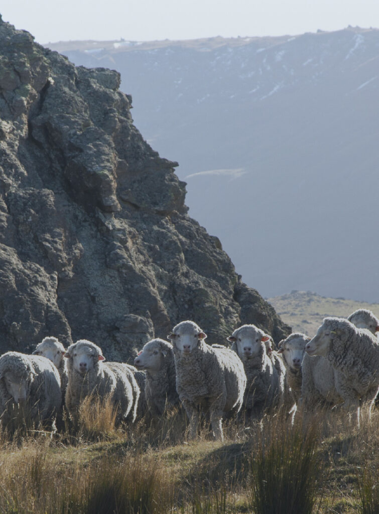 Merino sheep standing on a grassy mountain slope beside a rocky outcrop, looking toward the camera