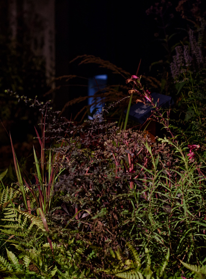 Night view of a garden bed with ferns, grasses and reddish-purple foliage lit by a soft light